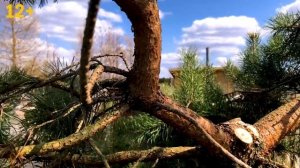 Обрезка и формирование сосны. Советы эксперта