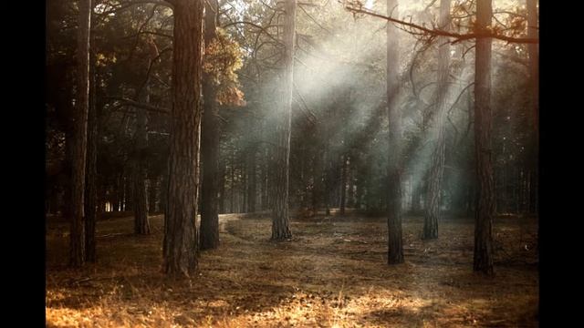 Короткое видео со звуками леса для релаксации и медитации. Пение птиц. смотреть онлайн