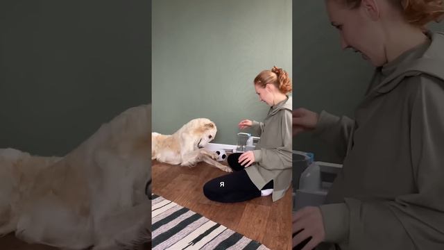 Пылесосим русскую борзую 🧹 #doglover #funnydog #русскаяборзая смотреть онлайн