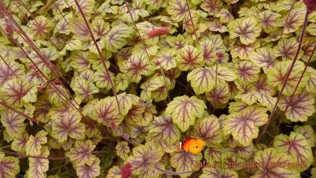 Гейхера гибридная Ван Гог (geykhera-gibridnaya-van-gog) ? обзор: как сажать, саженцы гейхеры Ван Го смотреть онлайн