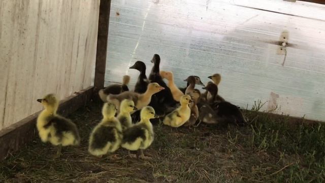 Удивительная курица с Гусятами / Вывод никак не закончатся / Индоутка вывела гусят смотреть онлайн