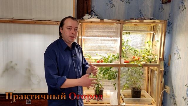Фитолампа против обычной лампы! Где вкуснее помидор!? смотреть онлайн