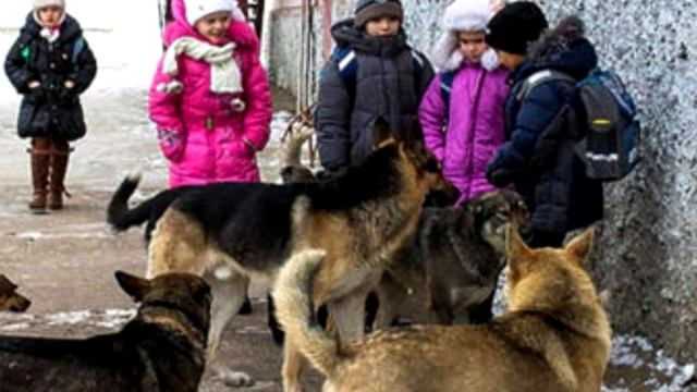 Бездомные собаки окружили детей. То что случилось дальше невероятно! смотреть онлайн