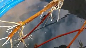 ДЕВИЧИЙ ВИНОГРАД- ПРЕКРАСНАЯ ЛИАНА ДЛЯ ВАШЕГО САДА! РАЗМНОЖАЕМ ПРОСТО И ЛЕГКО!