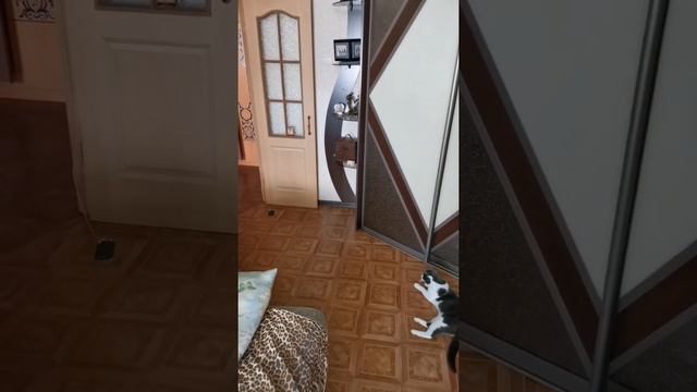 Кот Фёдор шалить любит. Игривый кот. Хулиган😹 смотреть онлайн