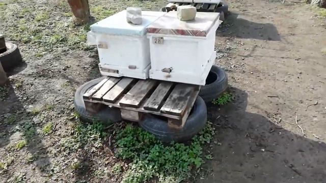 Пчелка ожила! смотреть онлайн