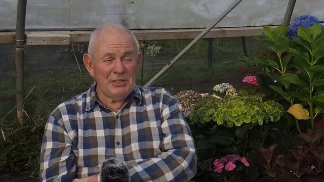 Hydrangeas - Everything You Need To Know About Growing Hydrangeas In Your Garden