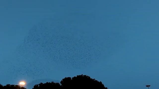 Starlings murmuration.Танец-полёт скворцов над Римом смотреть онлайн