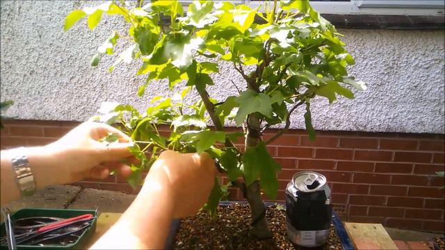 Liquidamber Bonsai June 2022 смотреть онлайн