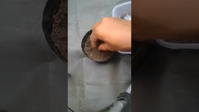 Single node Money plant propagation|Water to soil updation video смотреть онлайн