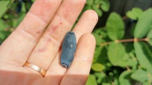 Жимолость КНЯГИНЯ, БАРЫШНЯ, ДИАНА и другие замечательные сорта.