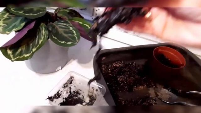 Реанимация калатеи