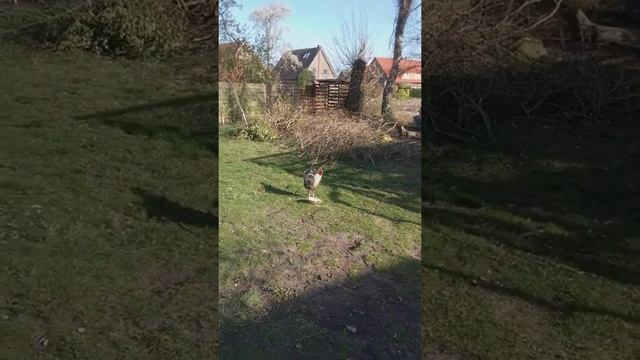 Можно ли держать двух и более петухов в хозяйстве ? смотреть онлайн