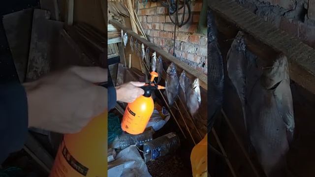 Как вялить рыбу без мух. Вода с уксусом и подсолнечным маслом. смотреть онлайн
