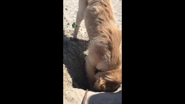 Золотистый ретривер-Одди. смотреть онлайн