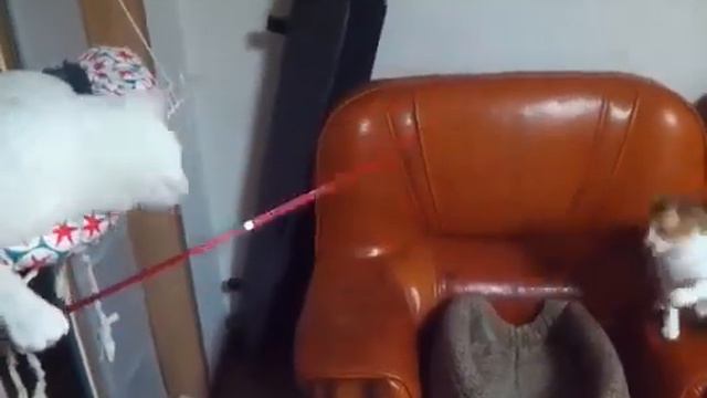 умный кот драконит своего побратима!