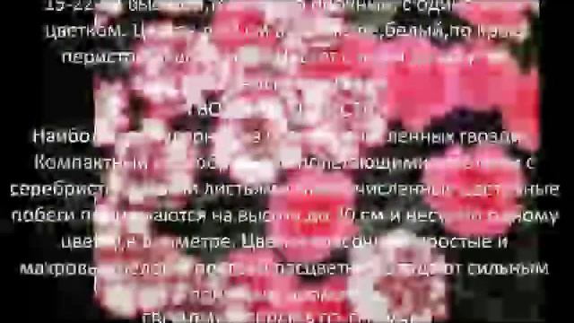 Многолетние цветы для сада Гвоздика садовая смотреть онлайн