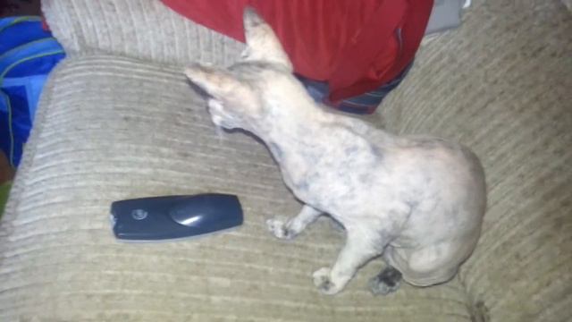 петерболд смотреть онлайн