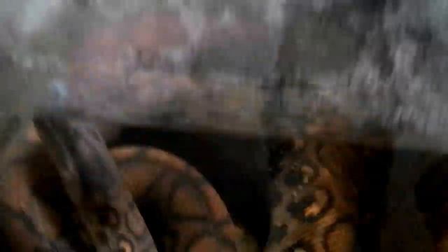 Pythons смотреть онлайн