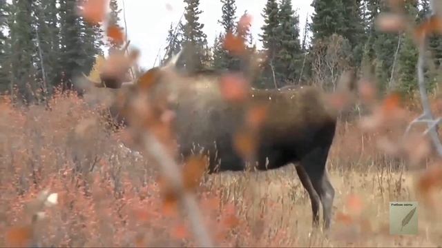 В России разрешили охоту с луком. Охота на лося смотреть онлайн