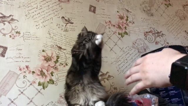 Котик машет лапками смотреть онлайн