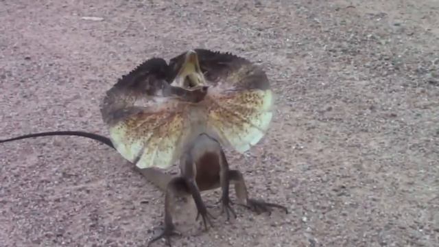 ПЛАЩЕНОСНАЯ ЯЩЕРИЦА - Фантастическая бегунья смотреть онлайн