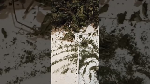 КРАПИВА ДЛЯ ВОЛОС. смотреть онлайн