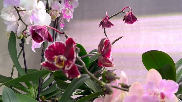 ОРХИДЕИ СБРОСИЛИ ЦВЕТЫ одна из главных причин / стойкие к стрессам сорта орхидей смотреть онлайн