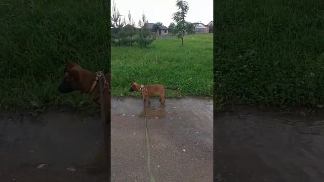 Помесь немецкой овчарки и малинуа 3 месяца смотреть онлайн