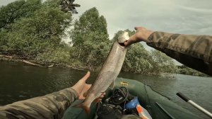 Рыбалка на Алтае, р.Бия и Таймени. Спиннинг в половодье.