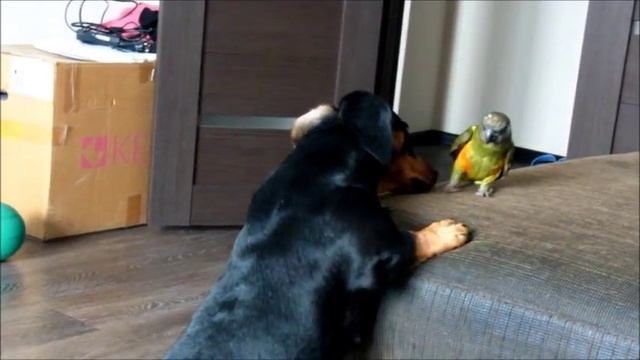 Игра сенегальского попугая и таксы смотреть онлайн