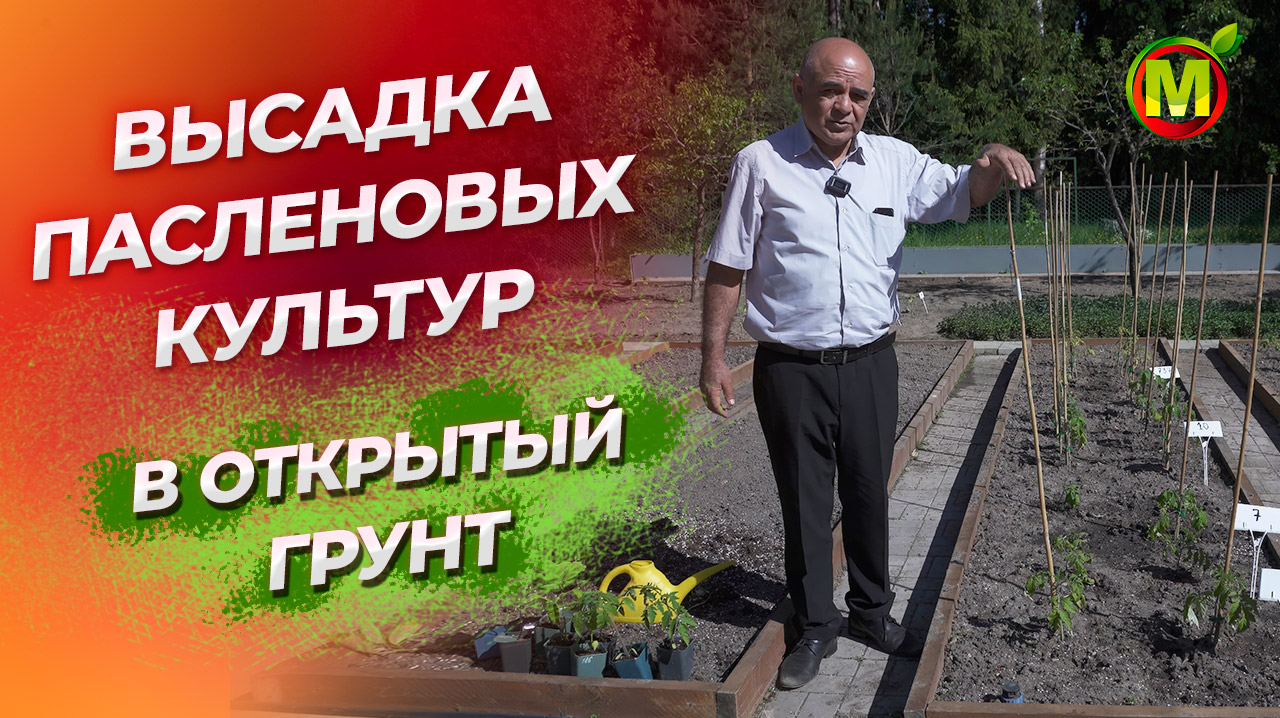 ВЫСАДКА РАССАДЫ В ОТКРЫТЫЙ ГРУНТ. Томаты, перцы, баклажаны. смотреть онлайн