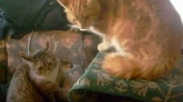 кошка спасает кота смотреть онлайн