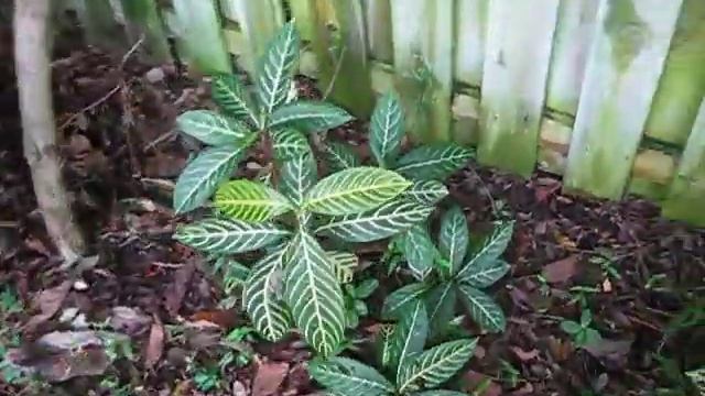 Sanchezia speciosa Shrubby Whitevein смотреть онлайн