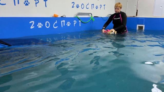 АКВАКОРГИ | ЛИСА В БАССЕЙНЕ | ПЕРВЫЙ РАЗ смотреть онлайн