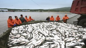 Сезон горбуши, кеты и кижуча. 8 тысяч тонн лосося выловили в Магаданской области