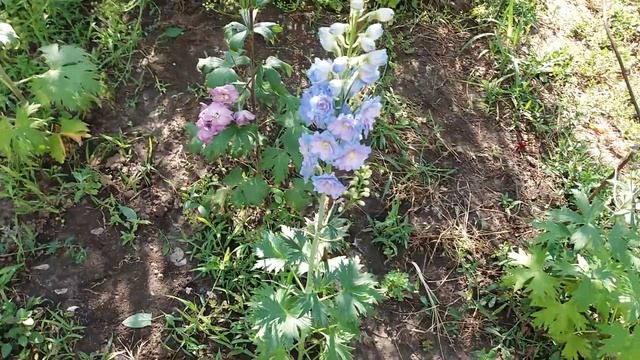 Дельфиниум новозеландский из семян. Цветение смотреть онлайн