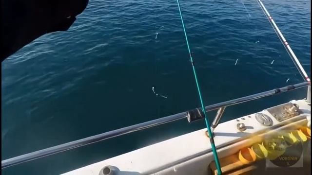 Ловлю ставриду с лодки в море смотреть онлайн