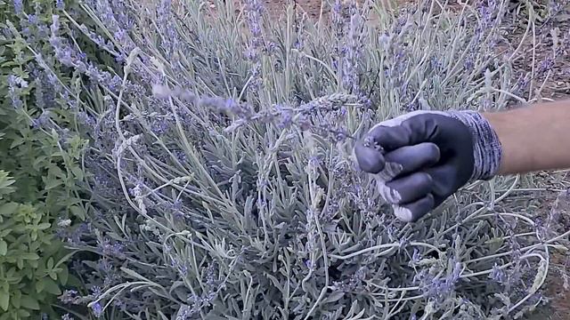 How and When to Prune Lavender Plants смотреть онлайн