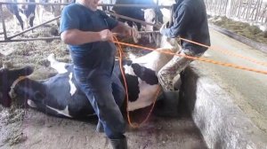 Фиксация коровы в спинном положении для лечения смещения сычуга без хирургического вмешательства.
