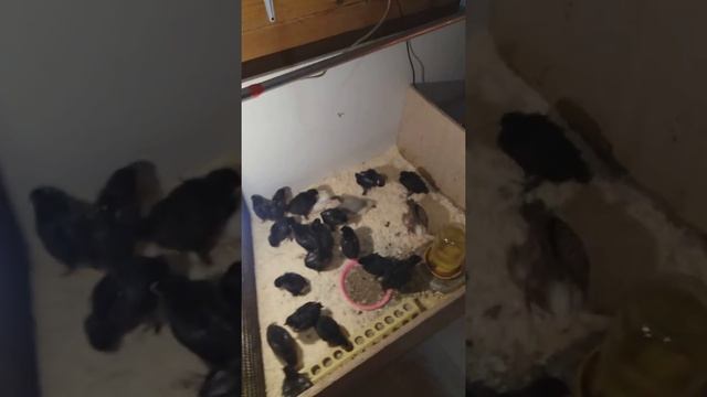 Чем я пропаиваю суточных бройлеров,обзор молодняка смотреть онлайн