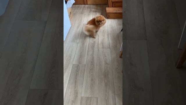 Шпиц Мишель просится гулять