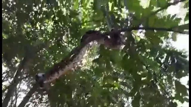 Bun Saluth, Quatrain revealed Python in Monk's Community Forestry смотреть онлайн