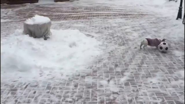 Кони играет в футбол смотреть онлайн