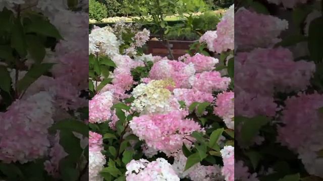 Гортензия метельчатая Vanille Fraise. смотреть онлайн