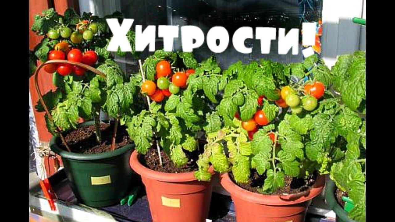 Секреты выращивания помидор черри на подоконнике! смотреть онлайн