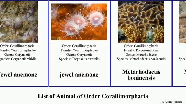 List of Animal of Order Corallimorpharia rhodactis discosoma florida jewel yuma anemone annulata смотреть онлайн