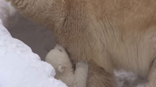 Мишка-малышка. Первый прыжок - такой красивый! 27.02.2016 смотреть онлайн
