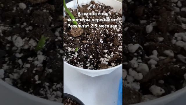 Размножение монстеры. Черенками размножение. Хойя размножение. Замиокулькас размножение листьями. смотреть онлайн