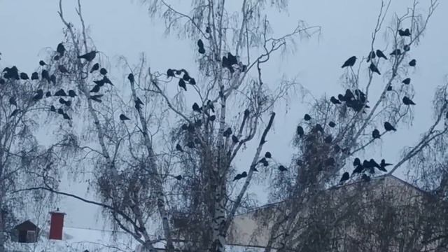 Грачи прилетели смотреть онлайн